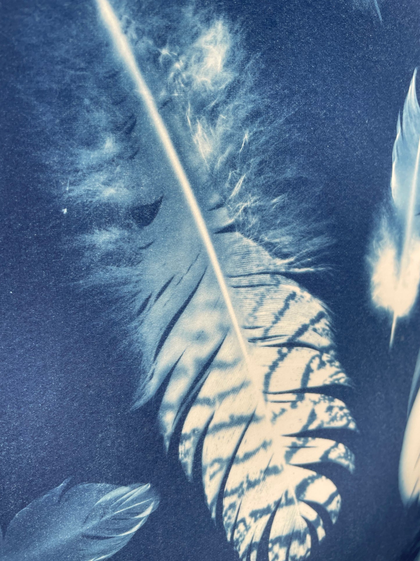 La vie comme une plume