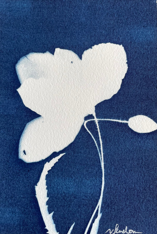 Original Cyanotype 9 - Pattern Babe