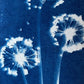 Dreamy alliums